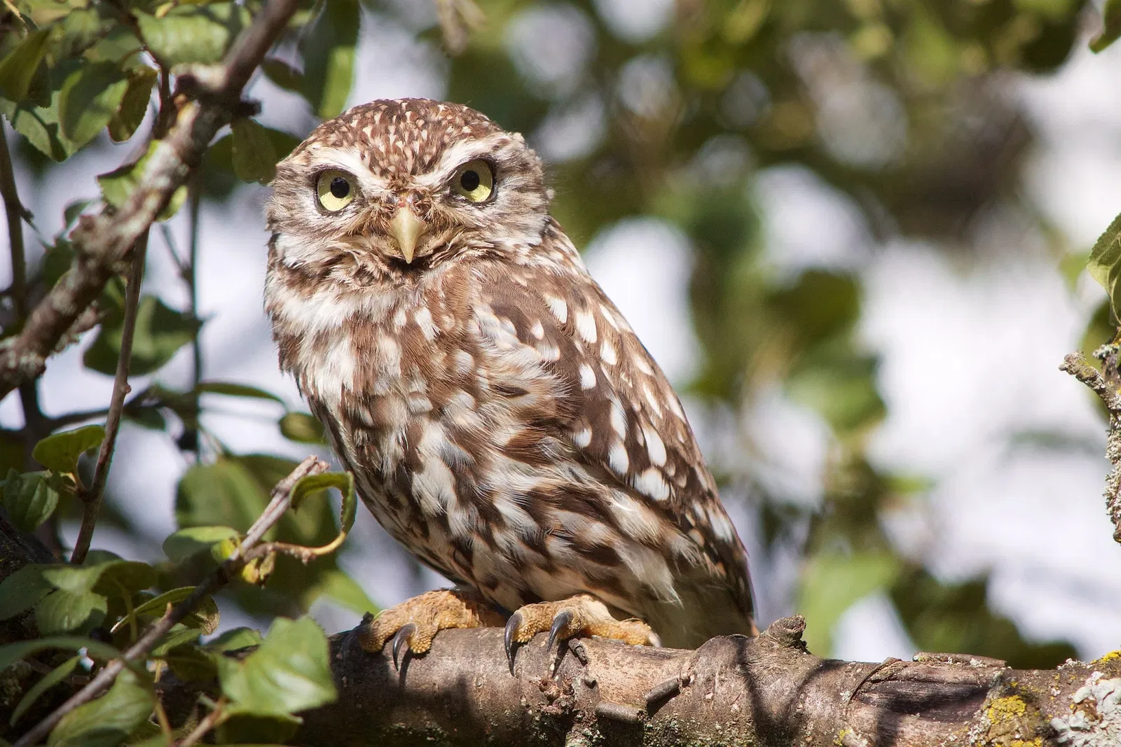 Parc Animalier La Garenne