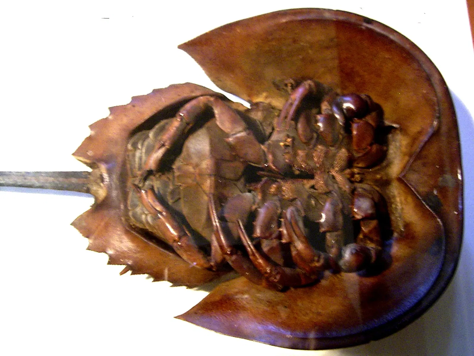 State Museum for Nature and Man