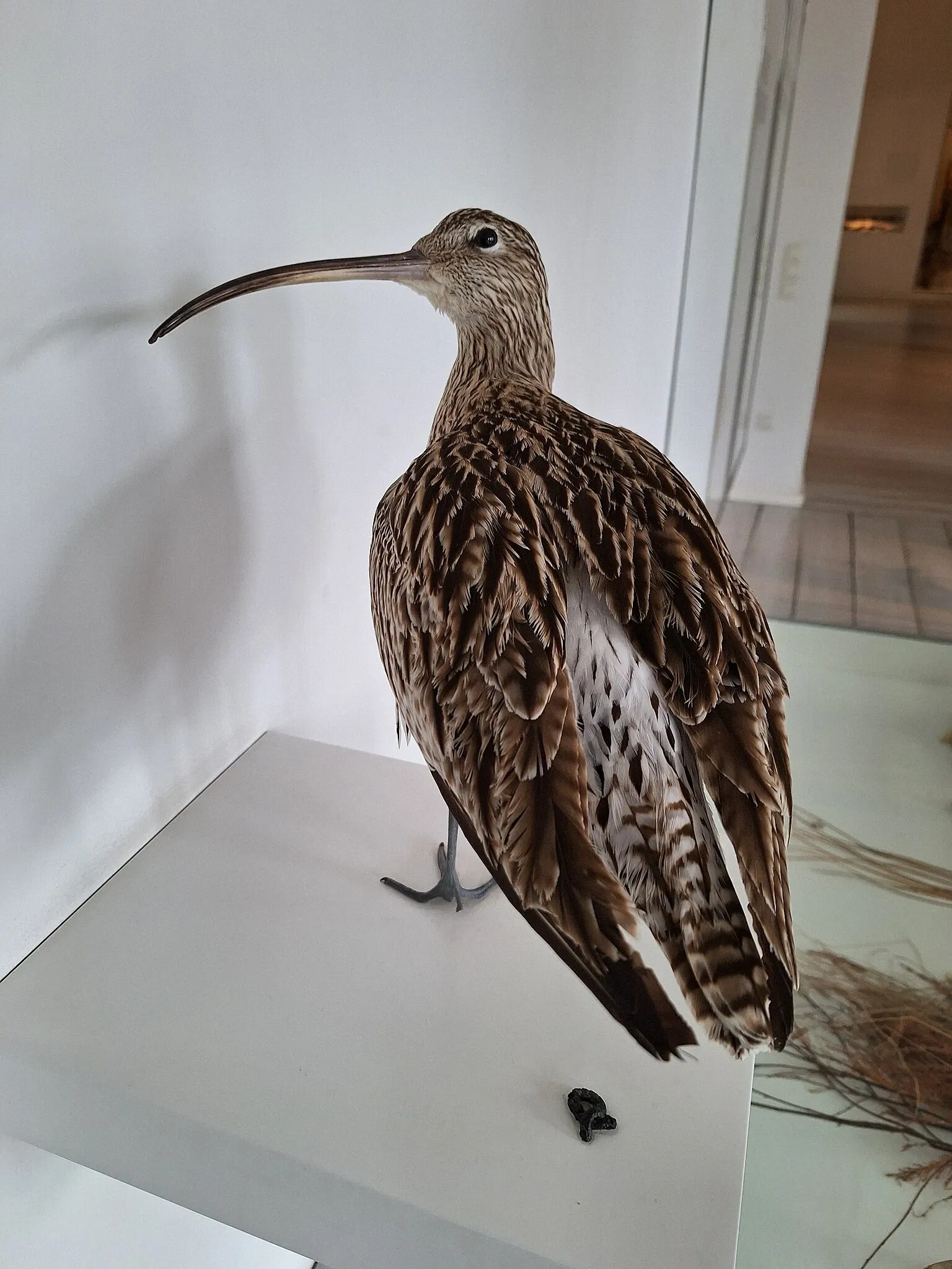 Landesmuseum für Natur und Mensch