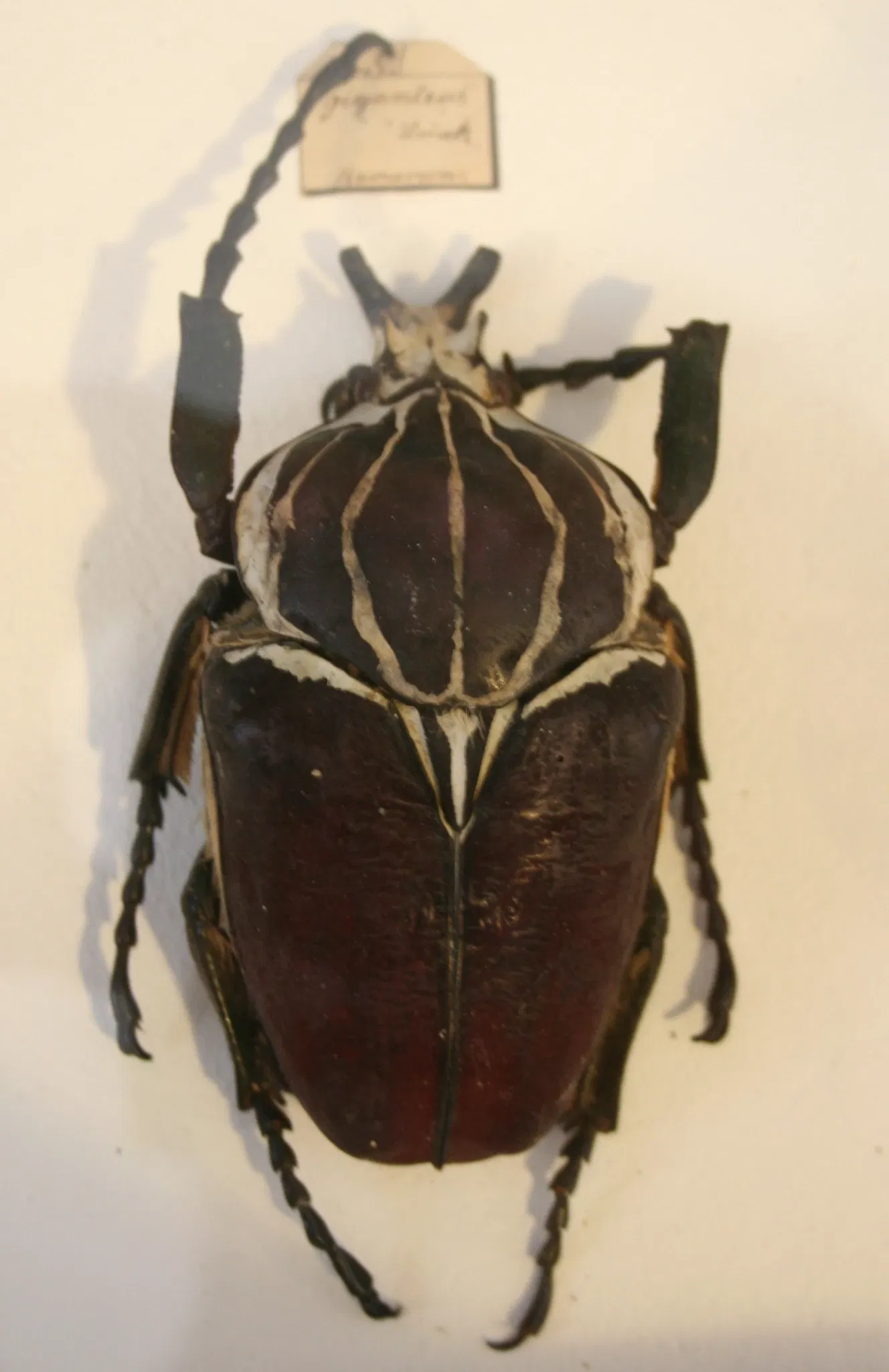 State Museum for Nature and Man