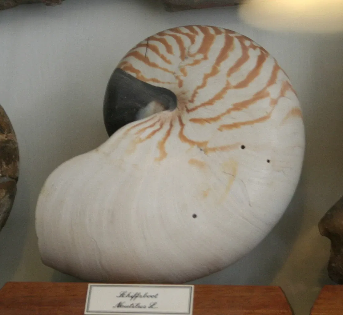 Landesmuseum für Natur und Mensch