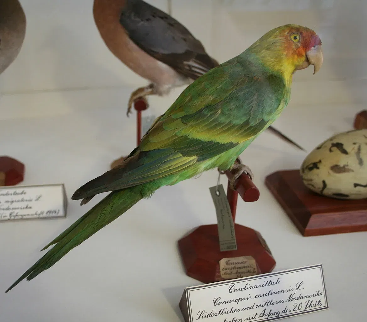 Landesmuseum für Natur und Mensch