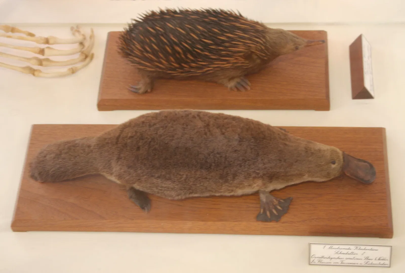 State Museum for Nature and Man