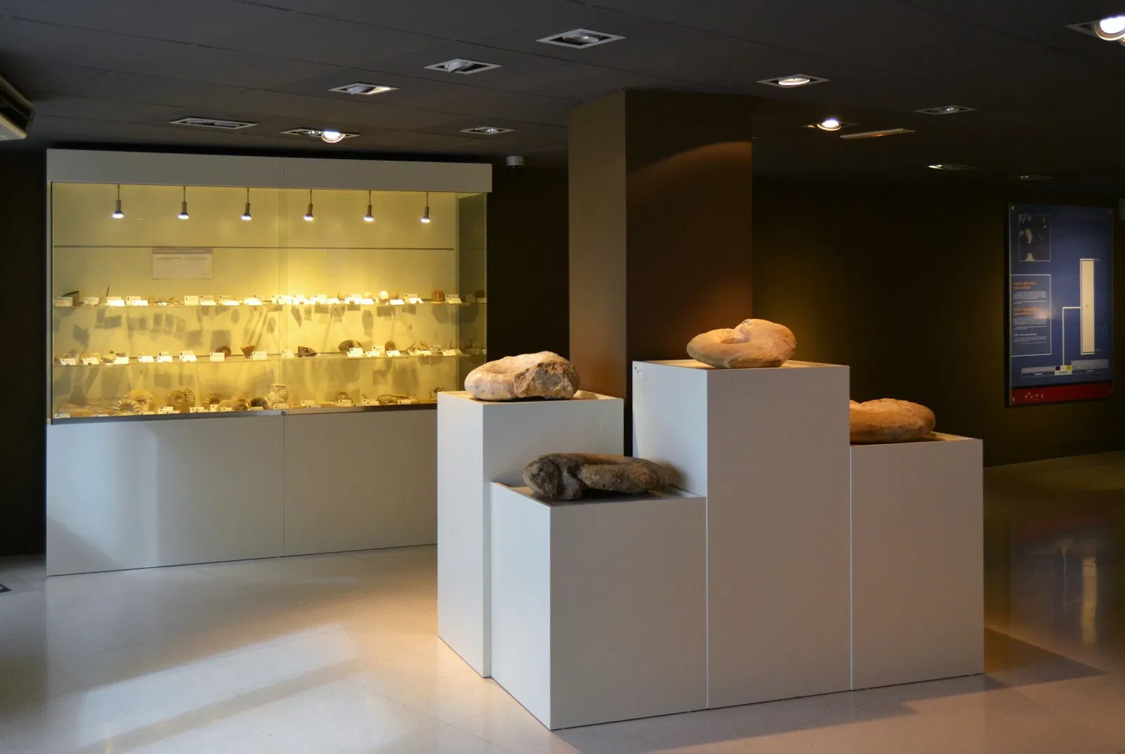 Museo Paleontológico de Elche