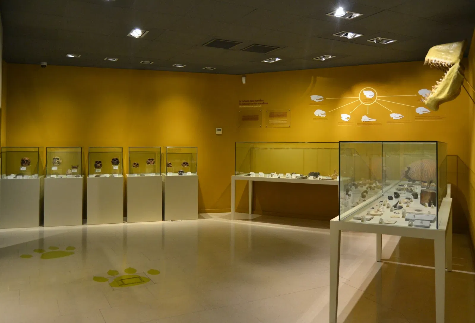 Museo Paleontológico de Elche
