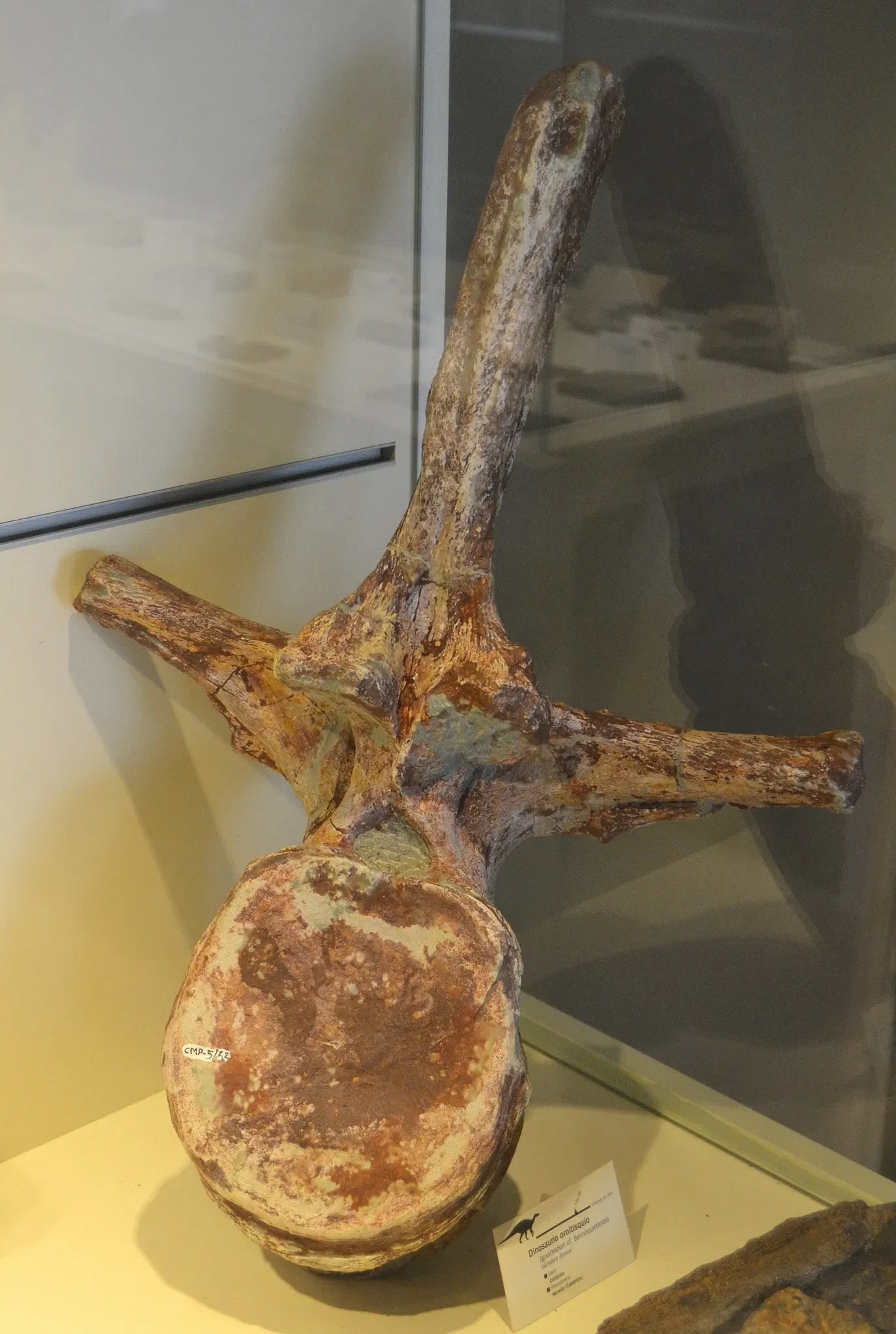 Museo Paleontológico de Elche