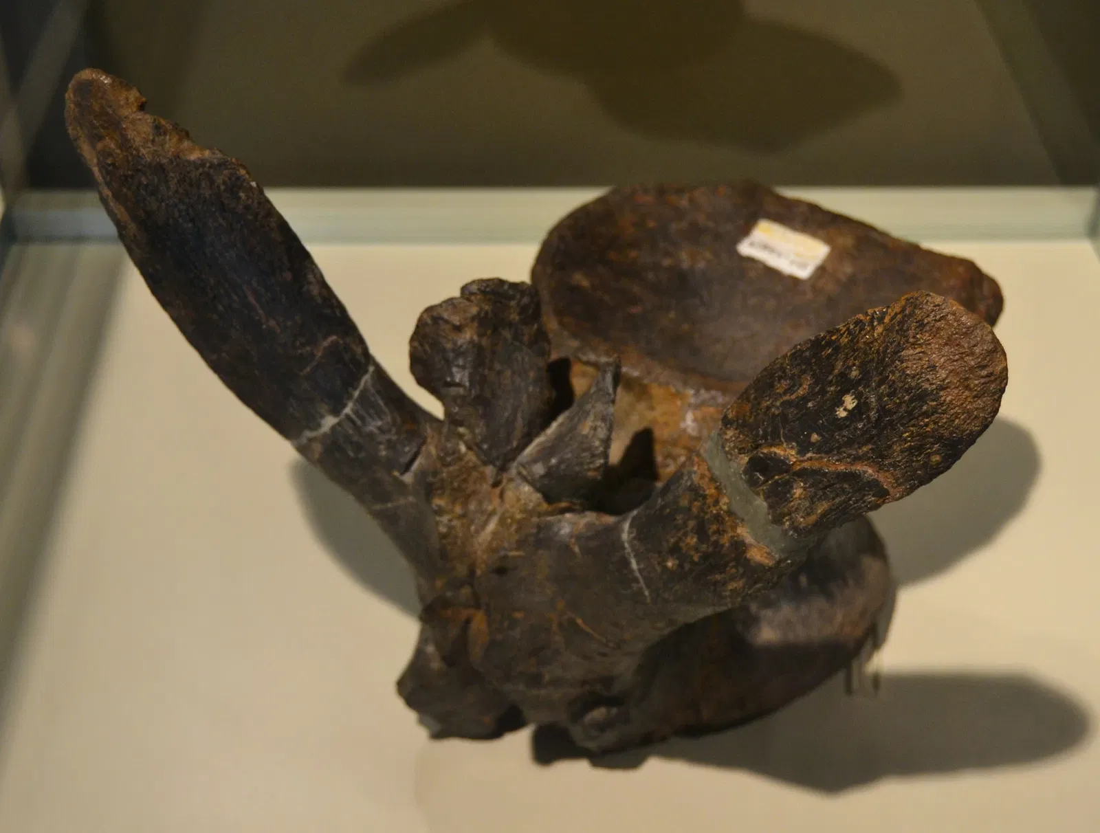 Museo Paleontológico de Elche