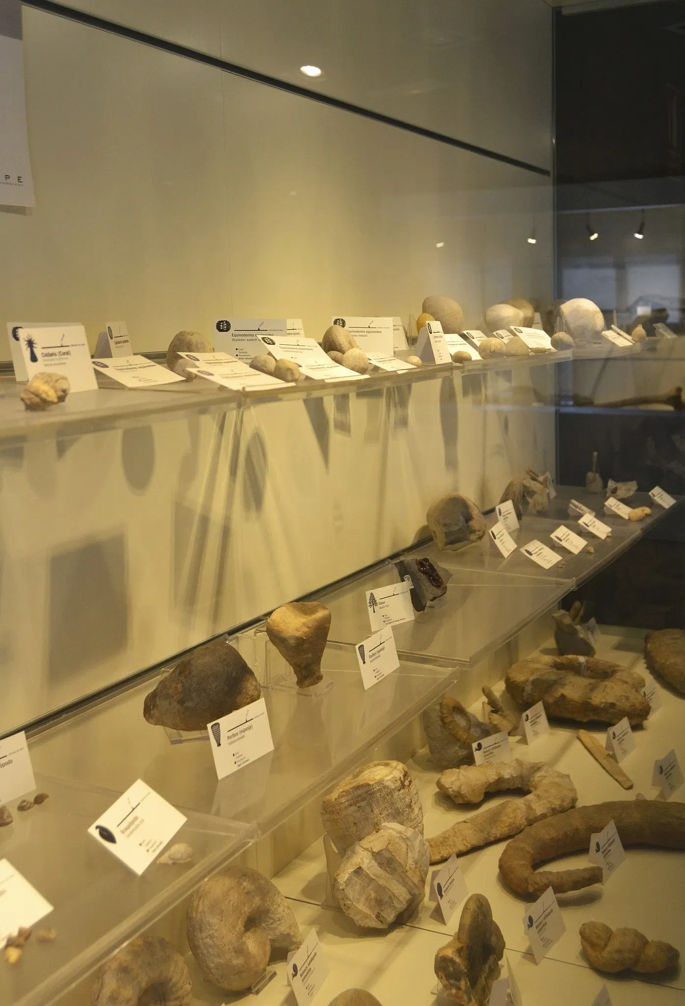 Museo Paleontológico de Elche