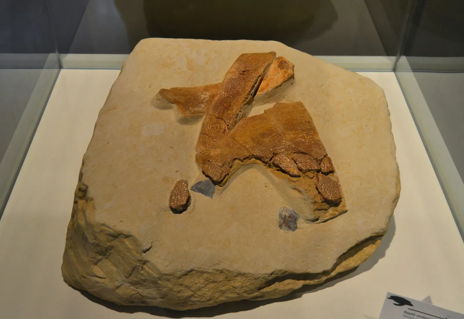 Museo Paleontológico de Elche