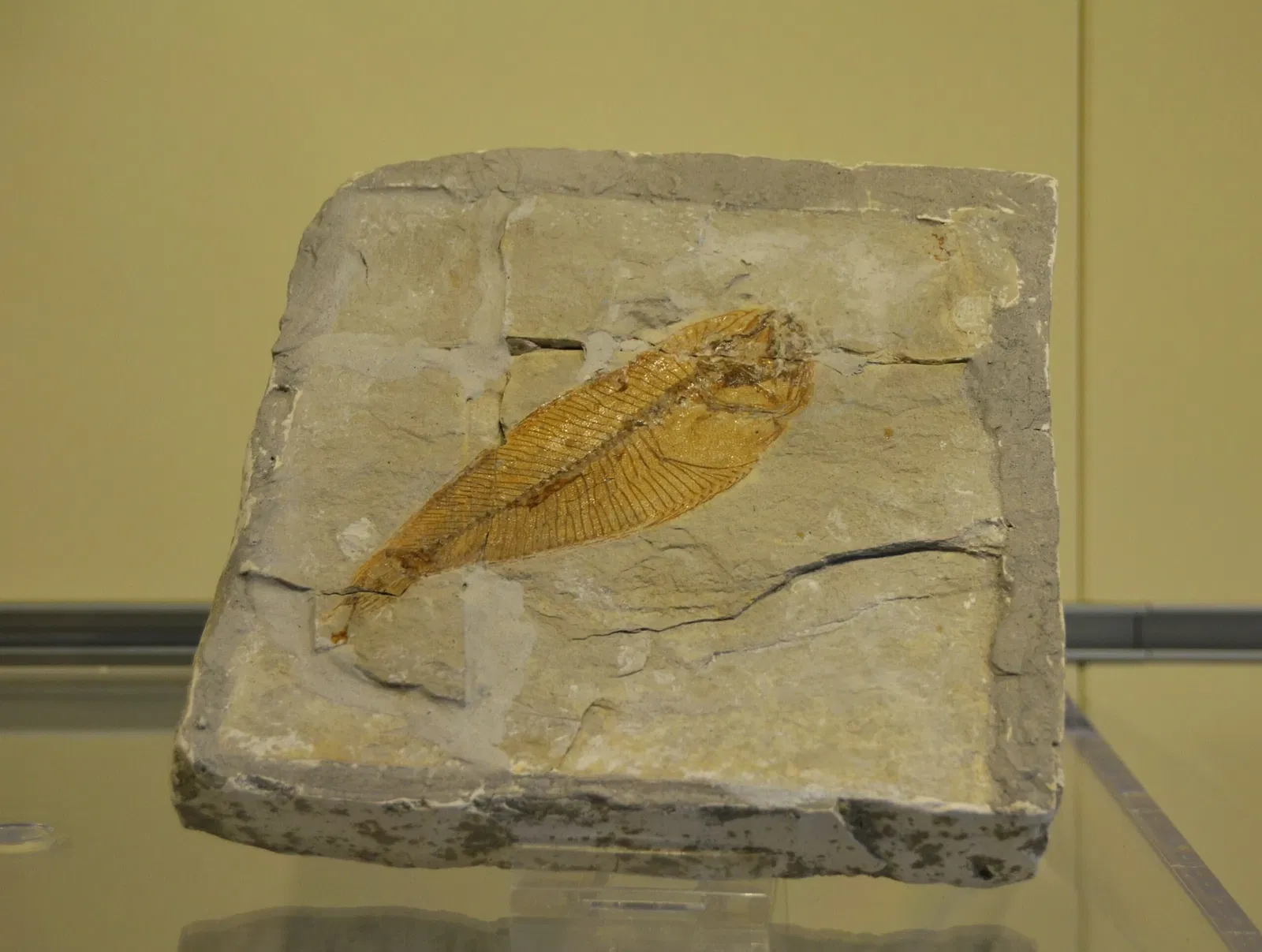 Museo Paleontológico de Elche