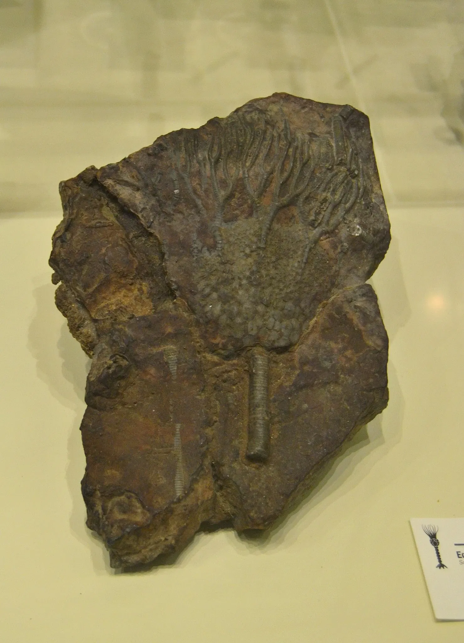 Museo Paleontológico de Elche