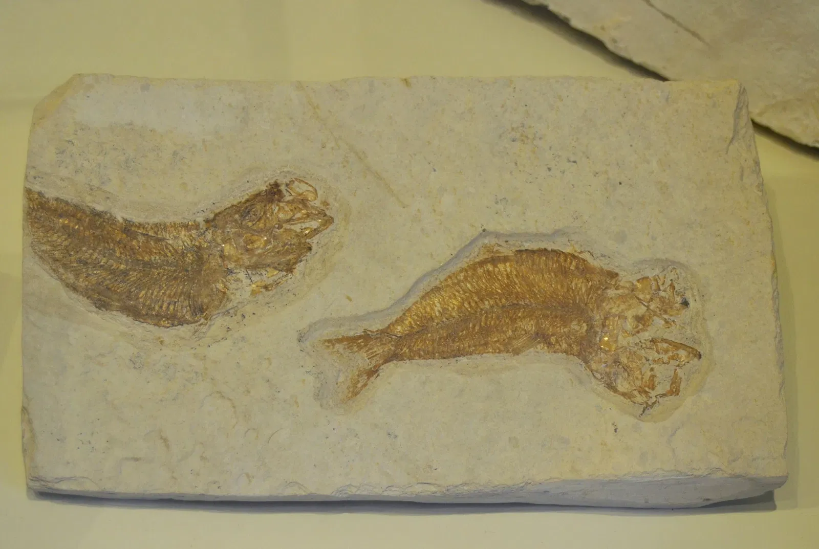 Museo Paleontológico de Elche