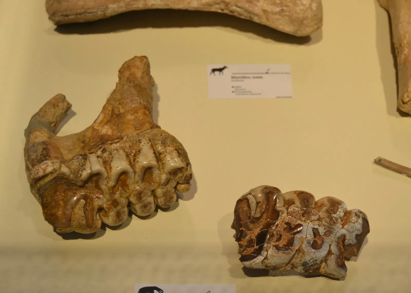 Museo Paleontológico de Elche