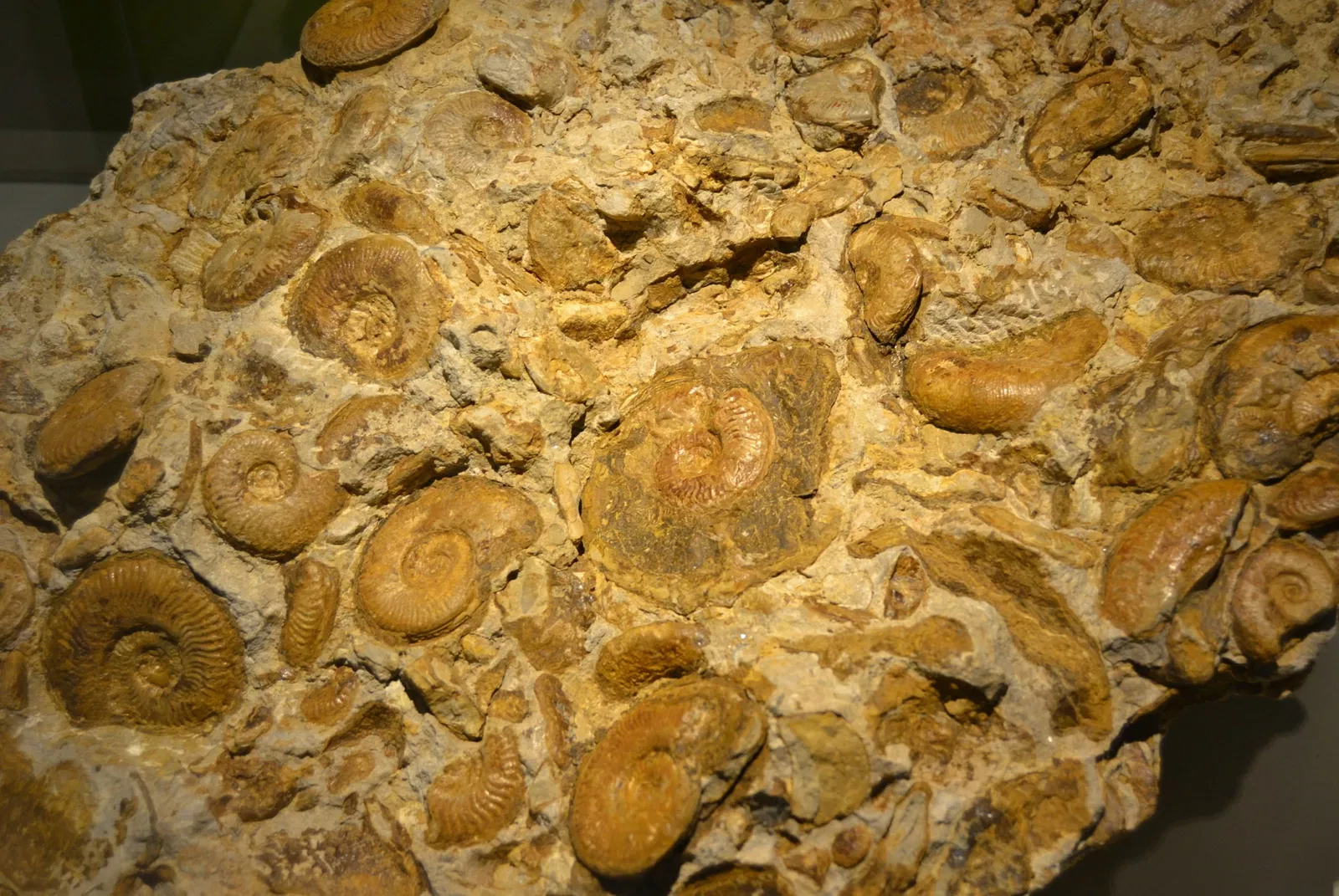 Museo Paleontológico de Elche