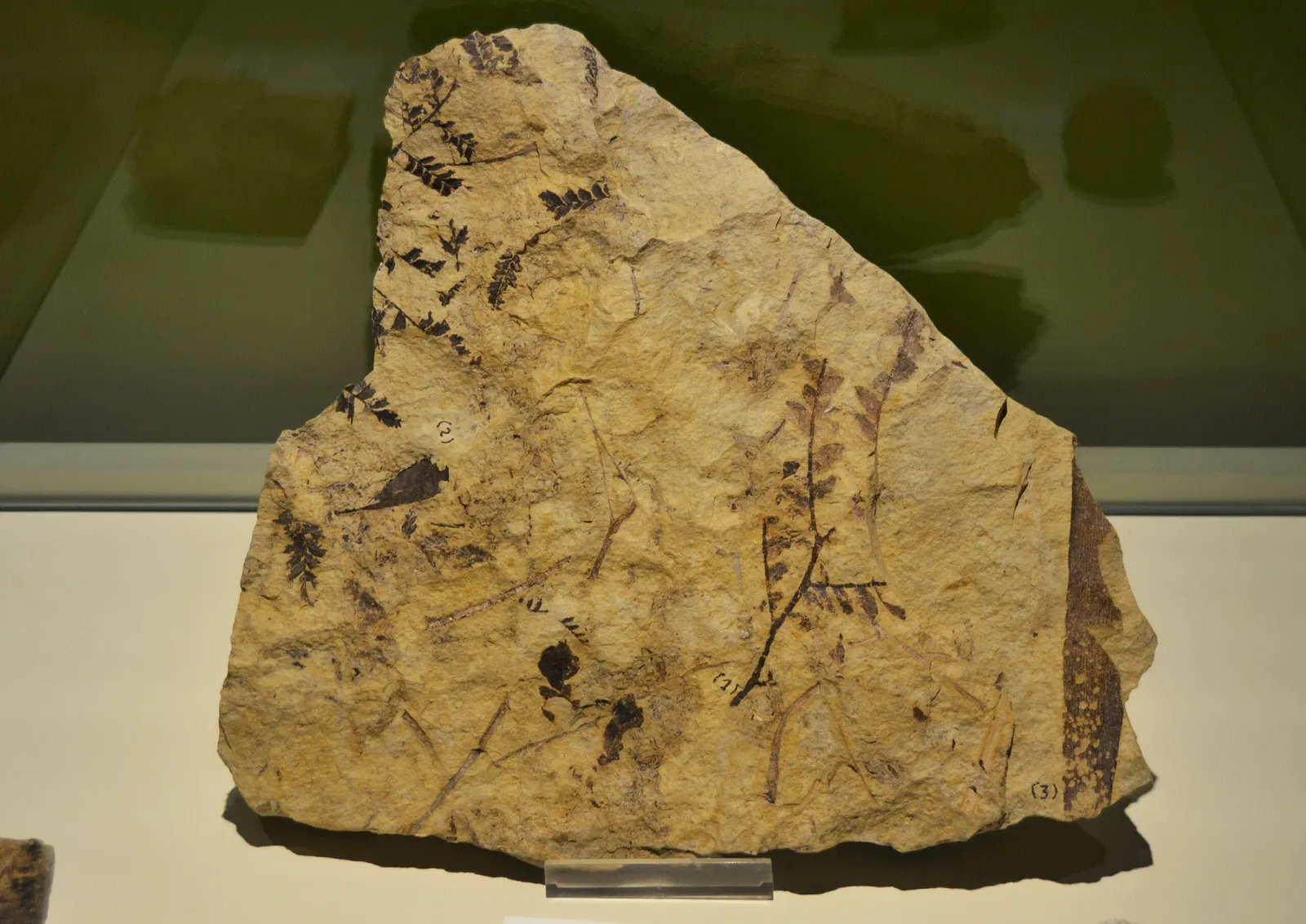 Museo Paleontológico de Elche