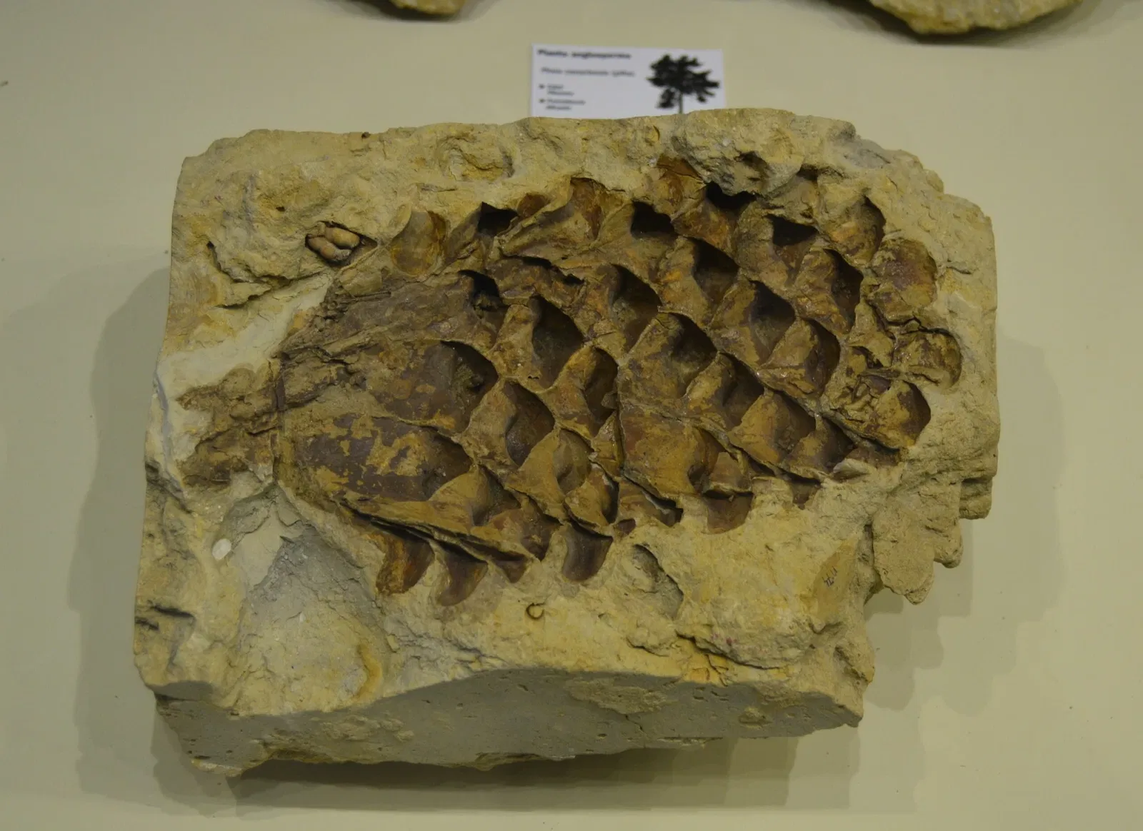 Museo Paleontológico de Elche