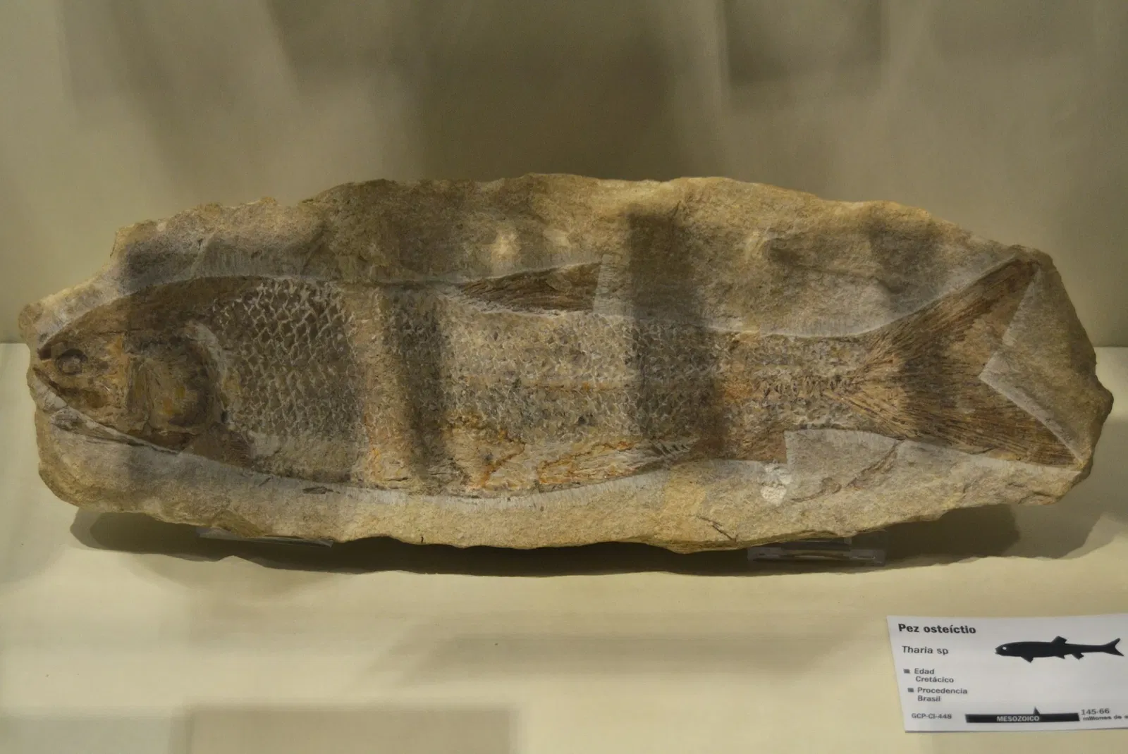 Museo Paleontológico de Elche