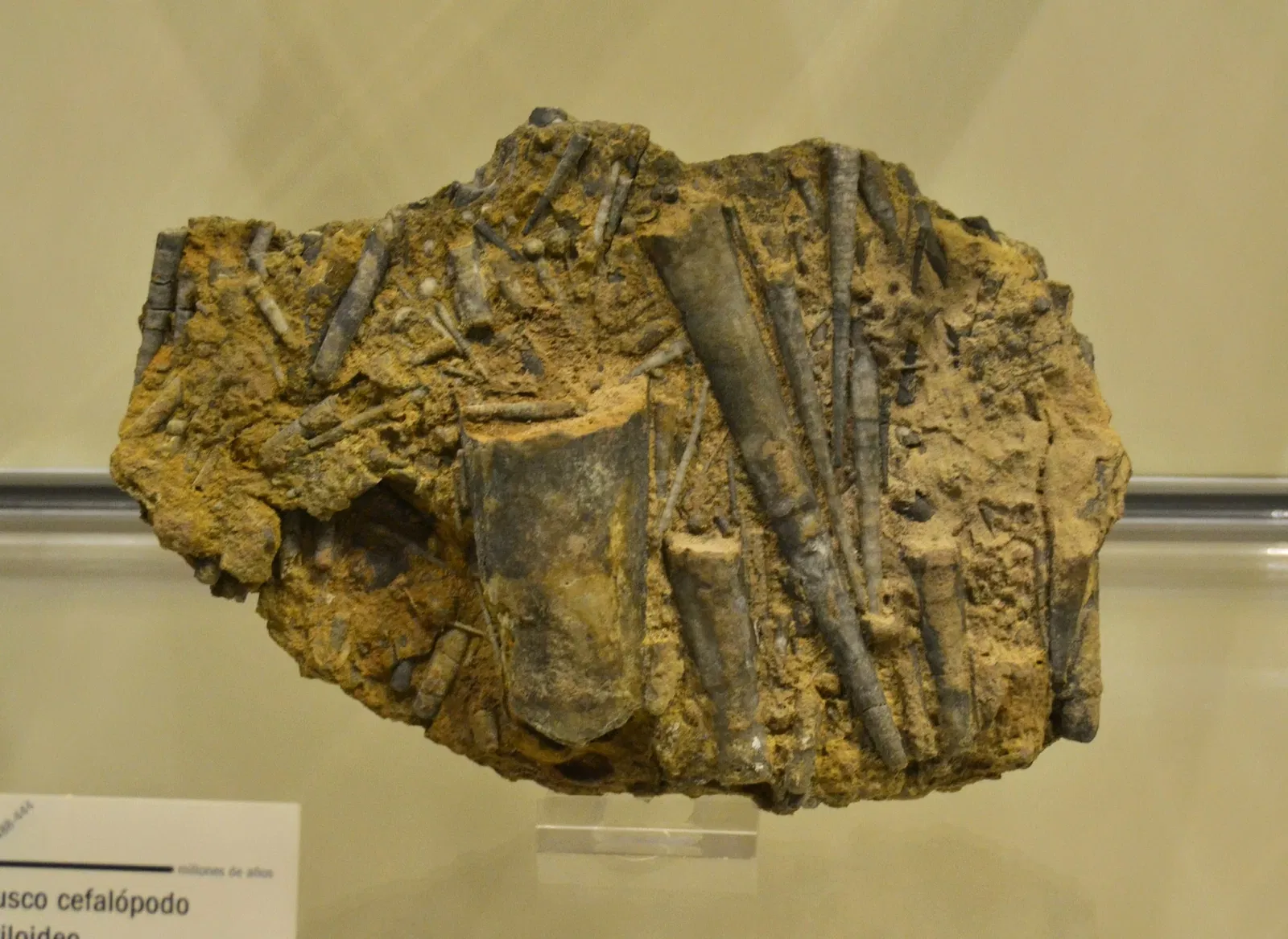 Museo Paleontológico de Elche