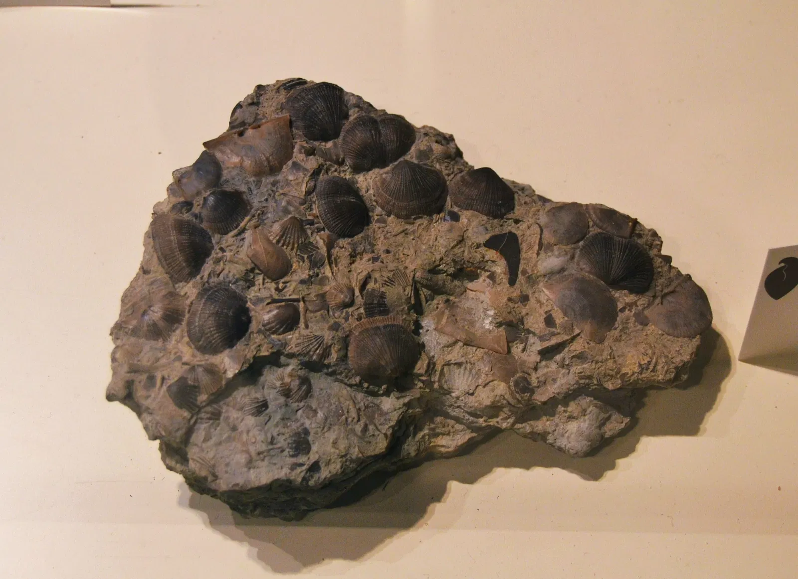 Museo Paleontológico de Elche