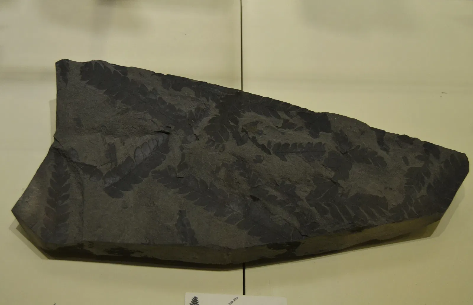 Museo Paleontológico de Elche