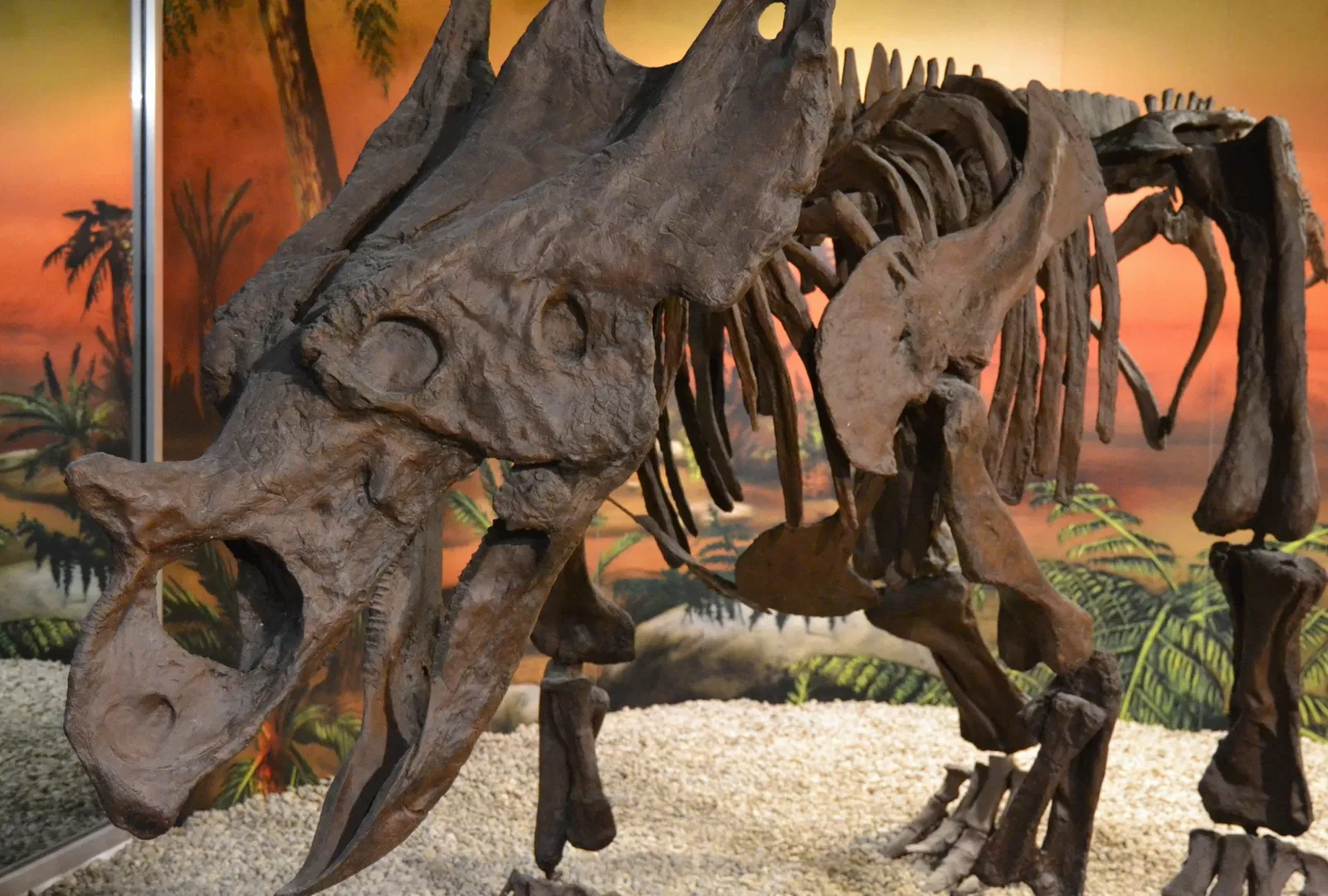 Museo Paleontológico de Elche