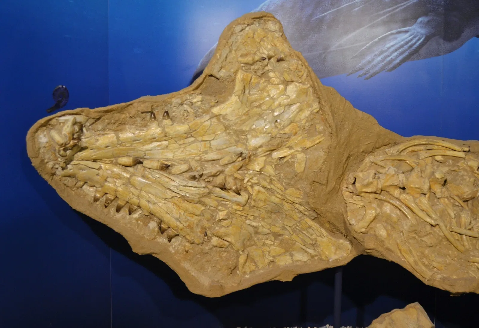 Museo Paleontológico de Elche