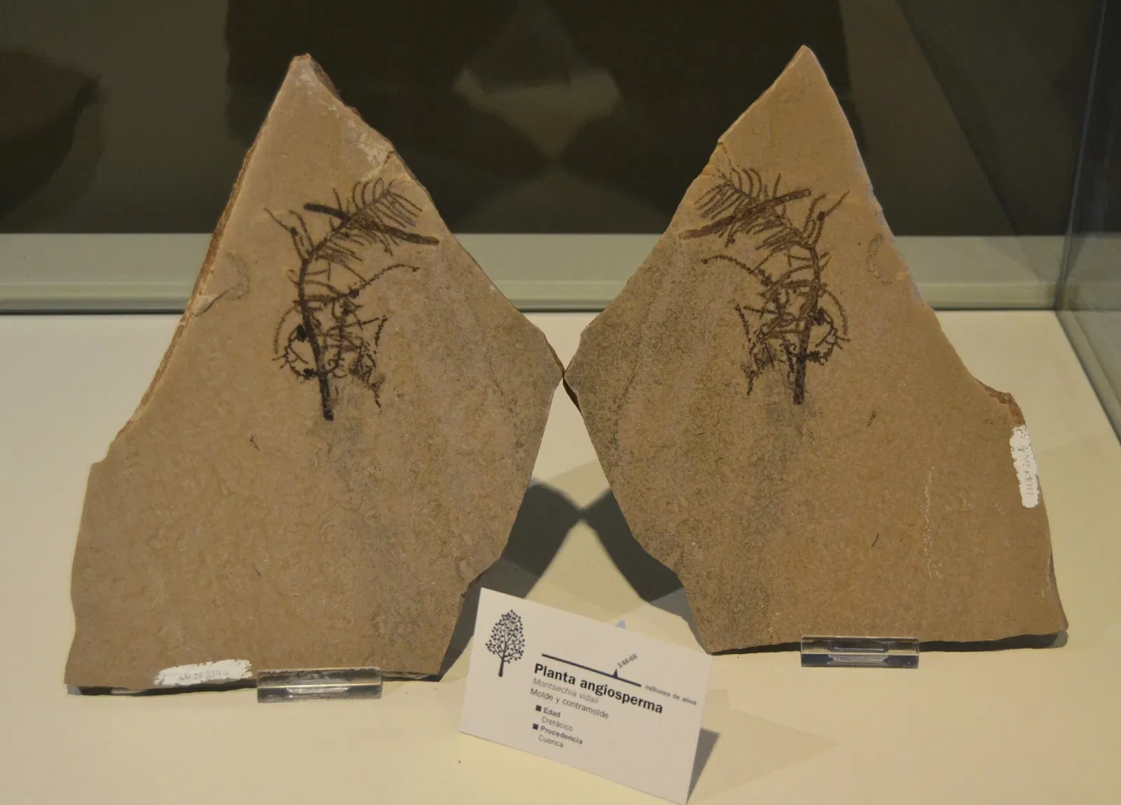 Museo Paleontológico de Elche