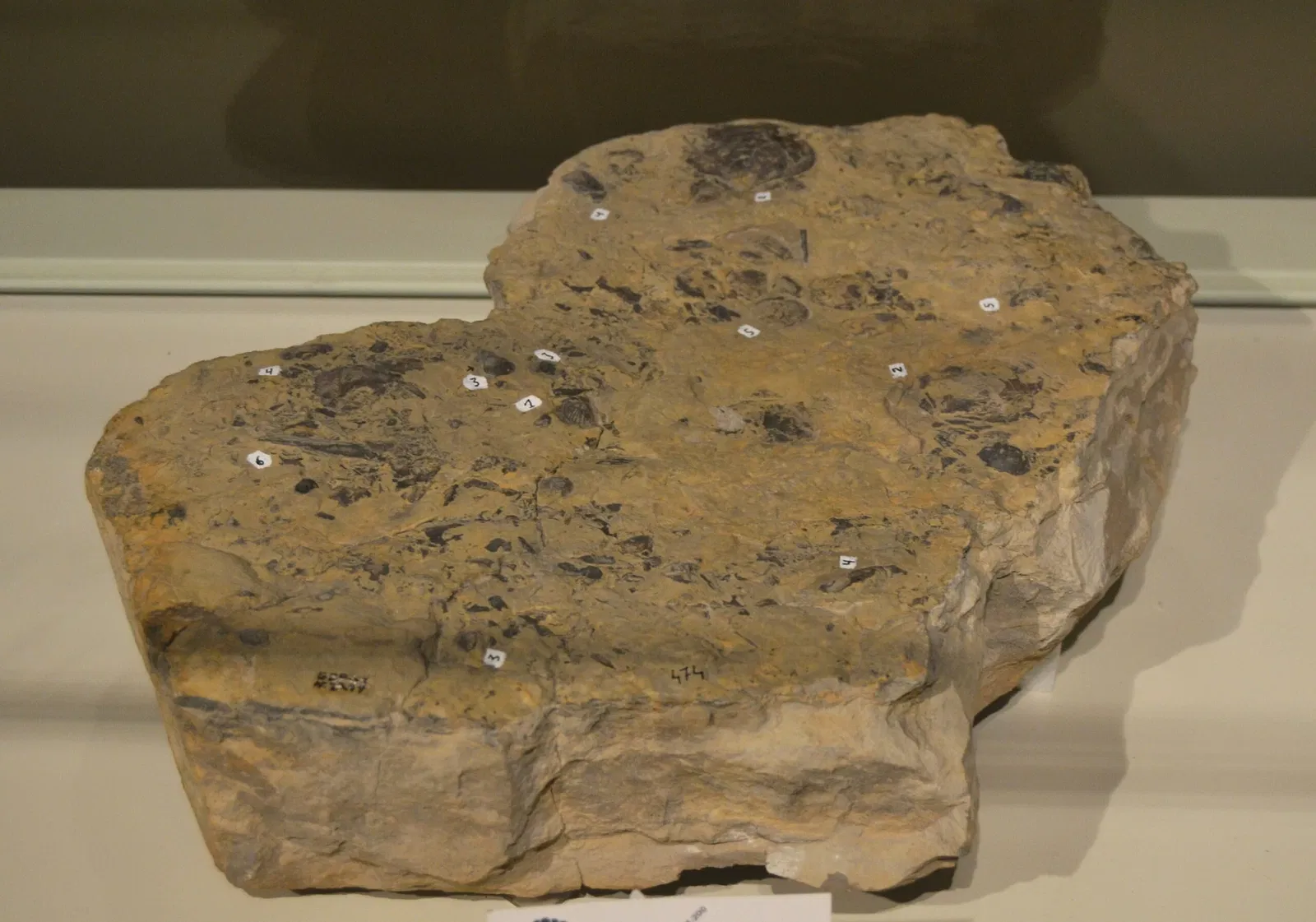 Museo Paleontológico de Elche