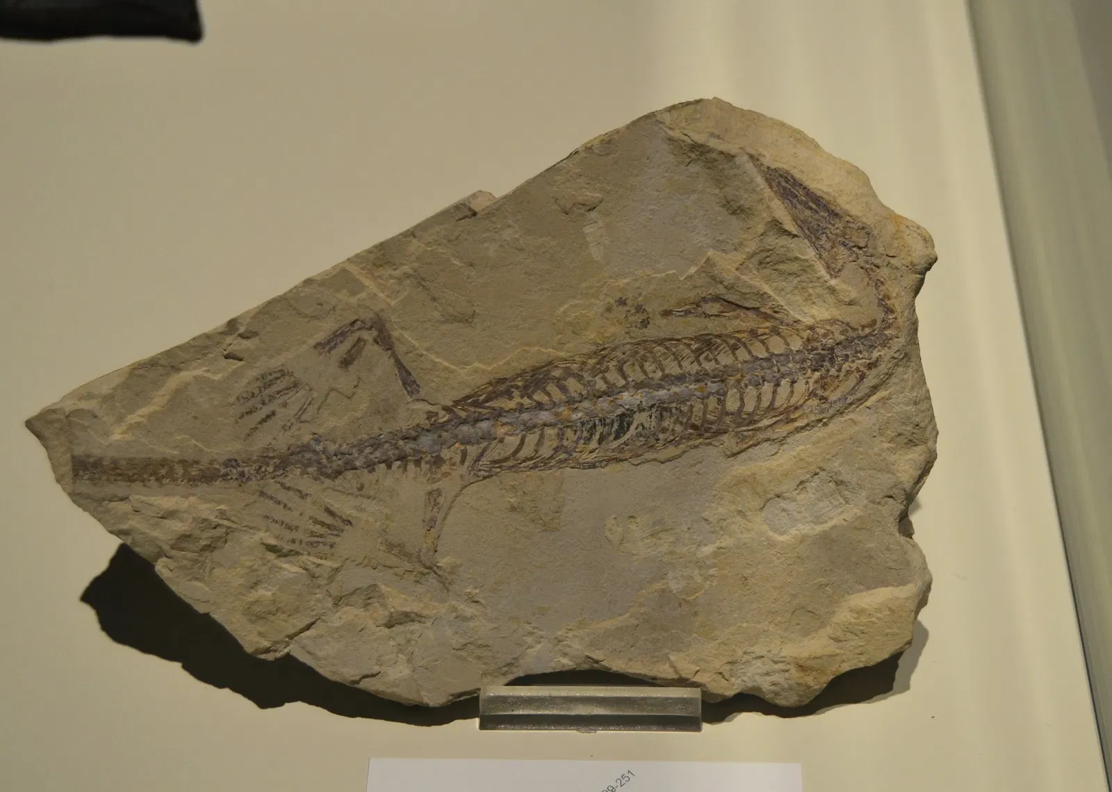 Museo Paleontológico de Elche