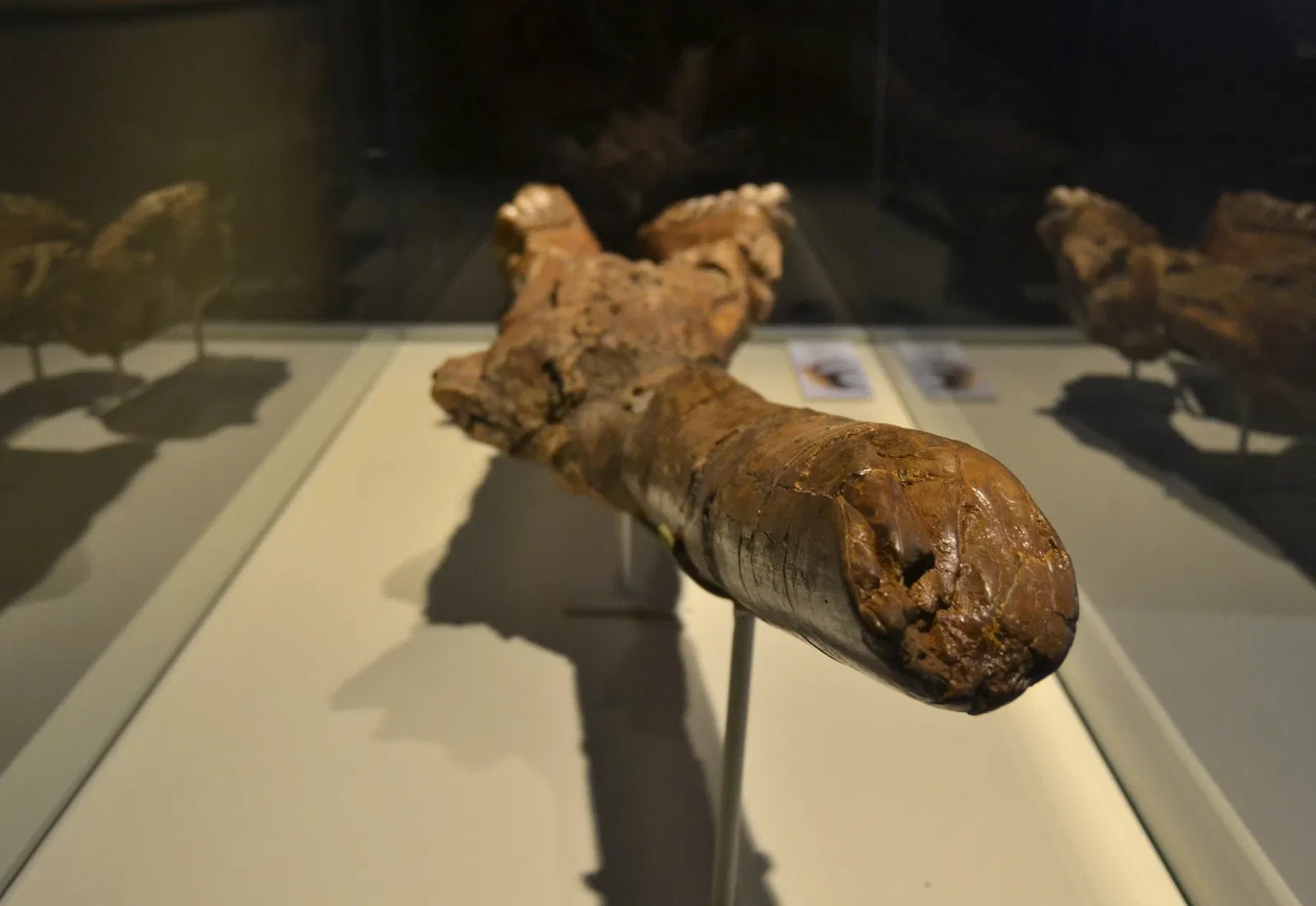 Museo Paleontológico de Elche