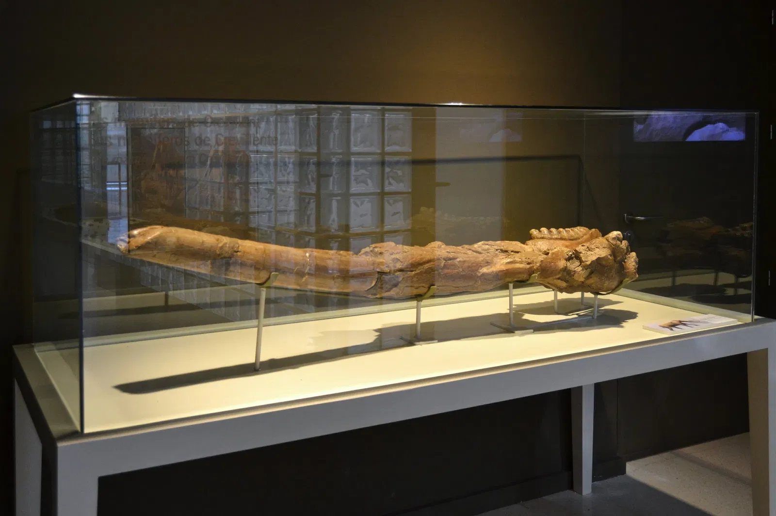 Museo Paleontológico de Elche