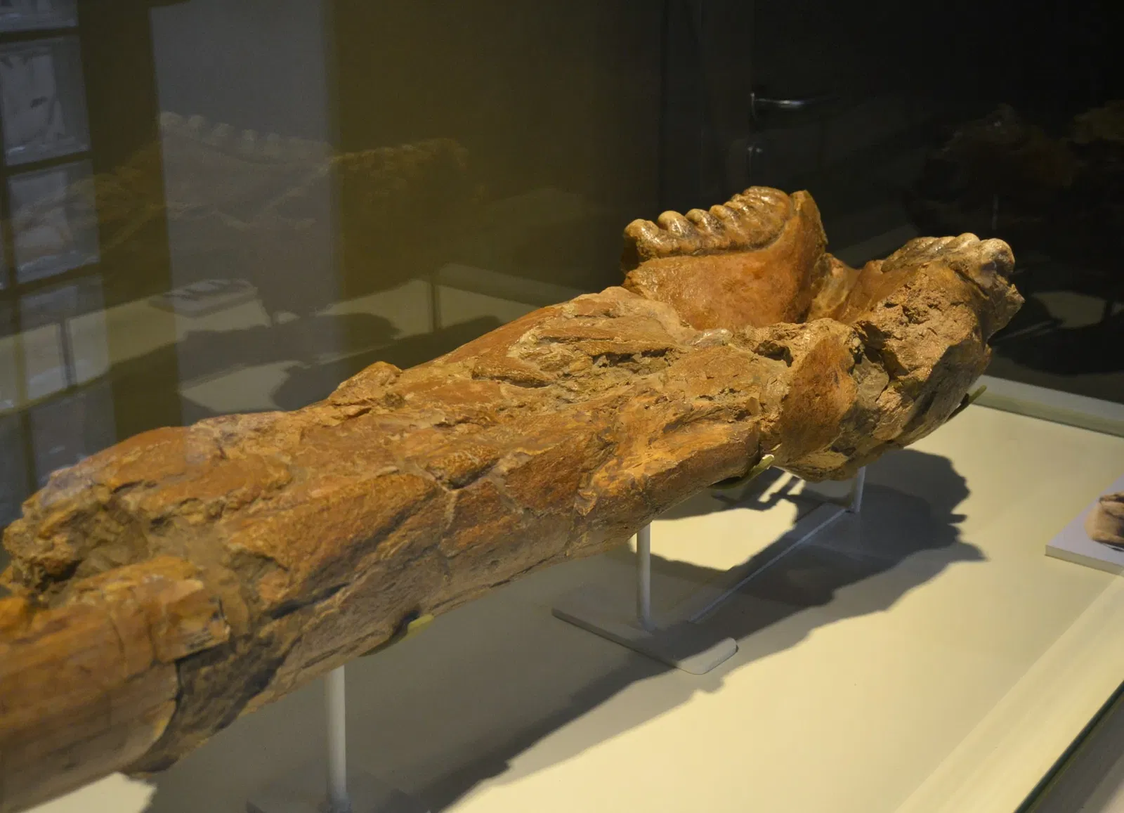 Museo Paleontológico de Elche