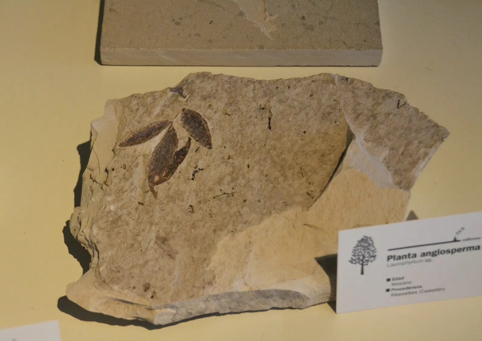 Museo Paleontológico de Elche