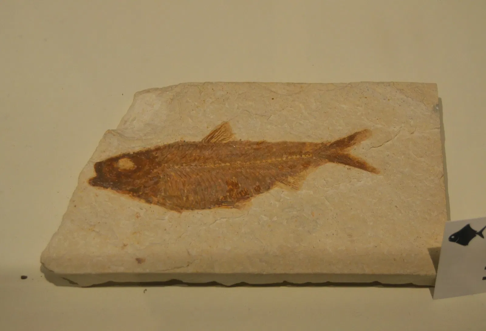 Museo Paleontológico de Elche