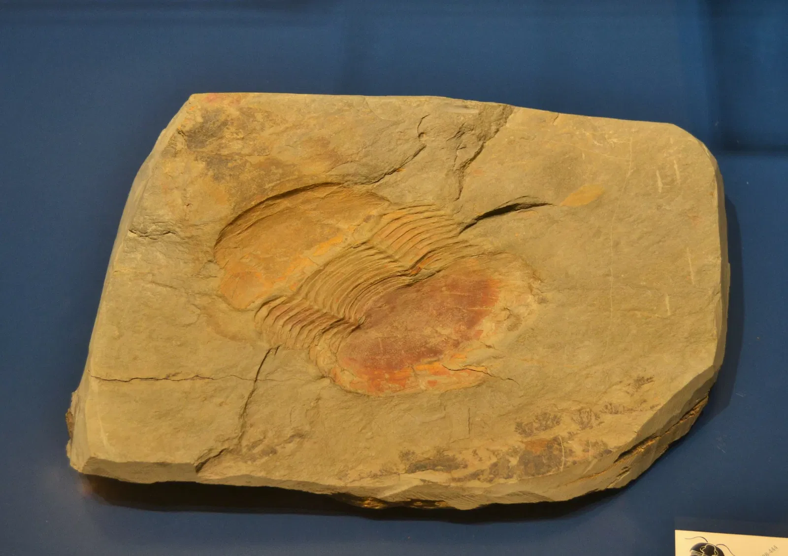 Museo Paleontológico de Elche