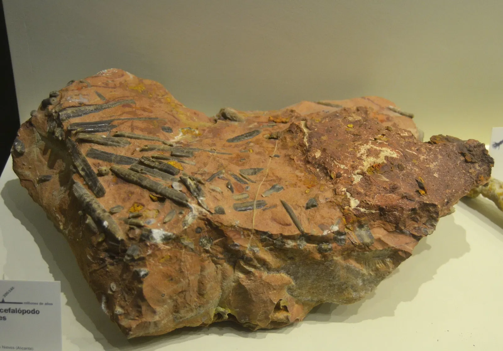 Museo Paleontológico de Elche