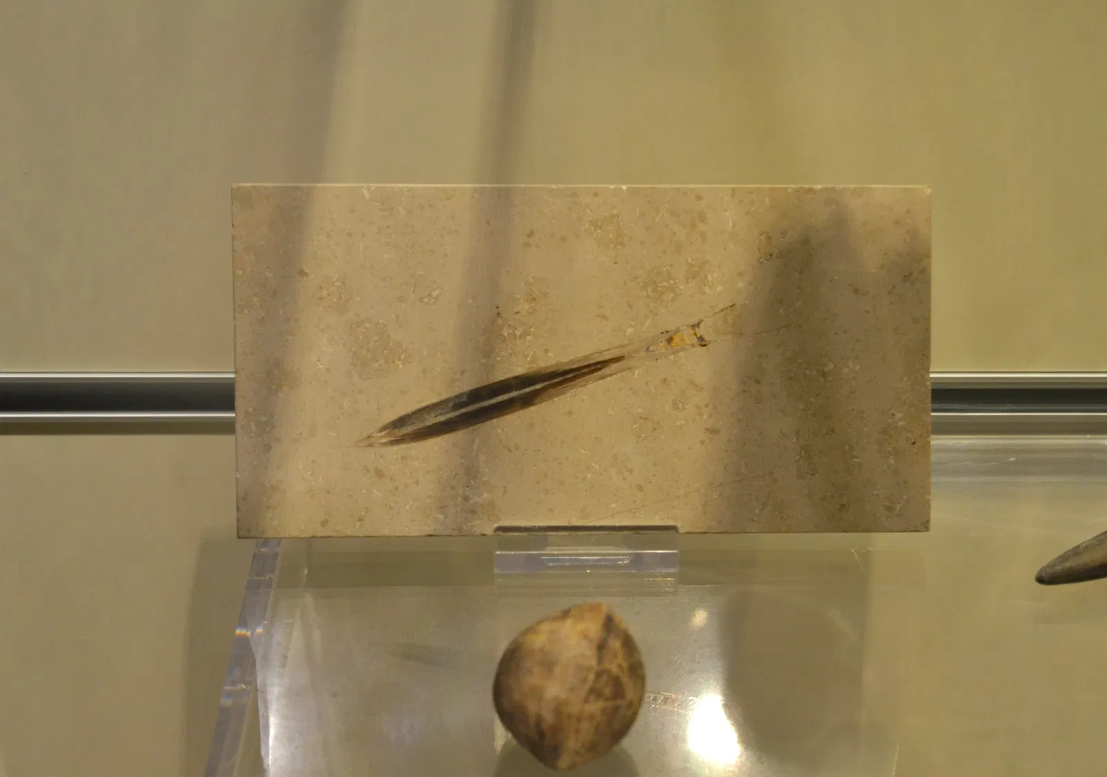 Museo Paleontológico de Elche