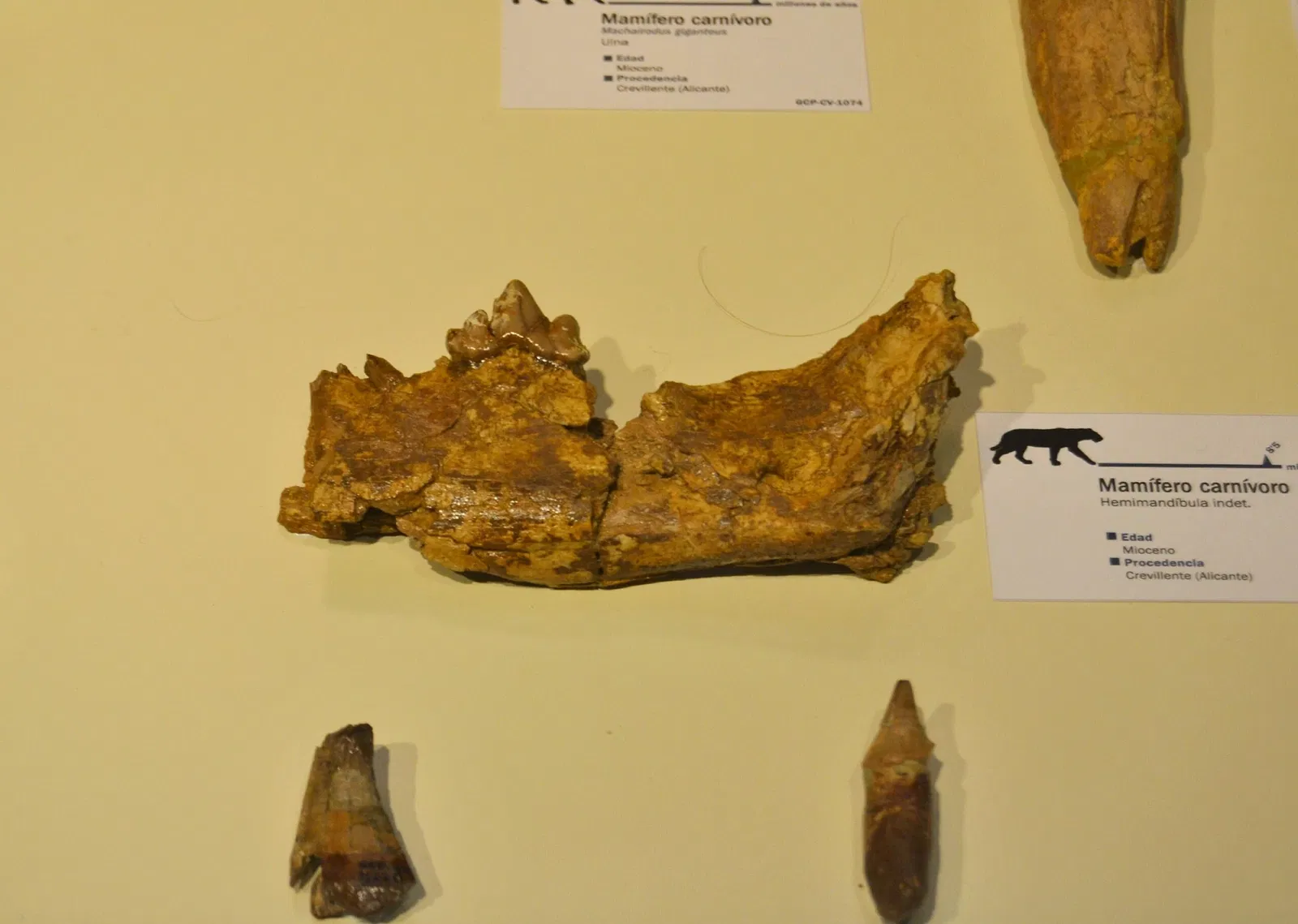 Museo Paleontológico de Elche