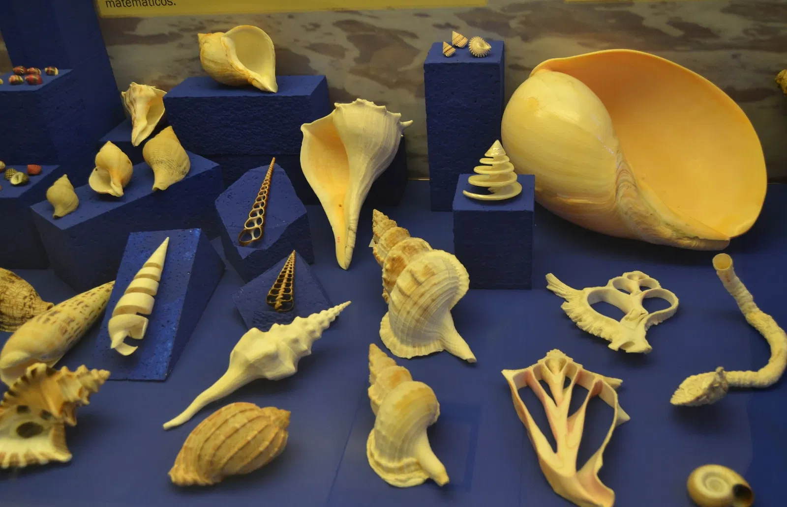 Museo Paleontológico de Elche