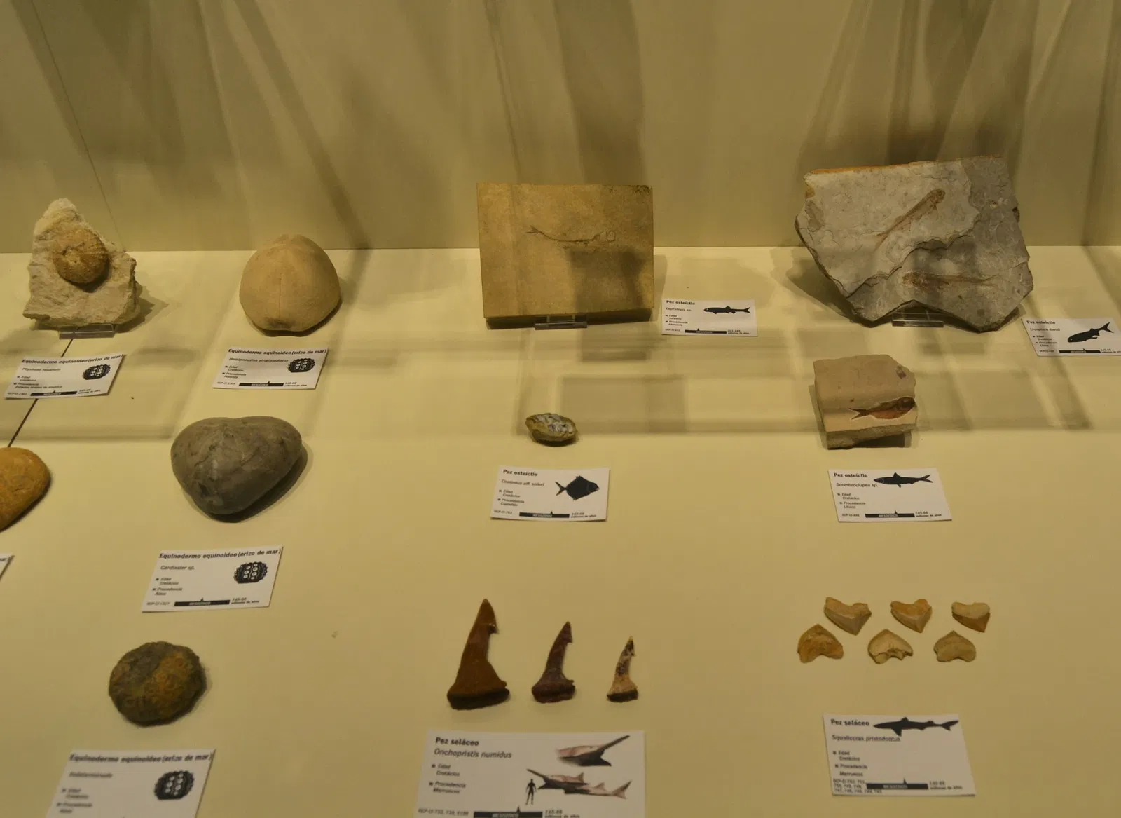 Museo Paleontológico de Elche