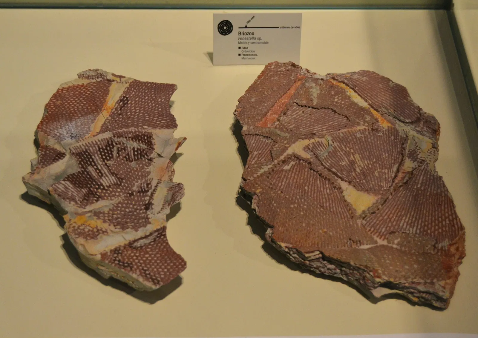 Museo Paleontológico de Elche