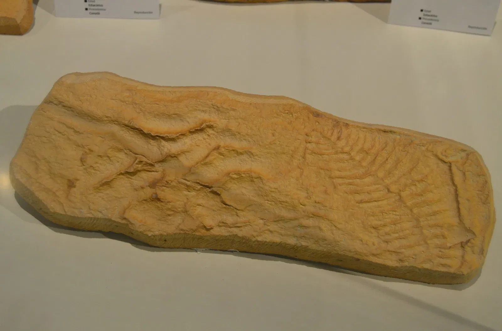 Museo Paleontológico de Elche