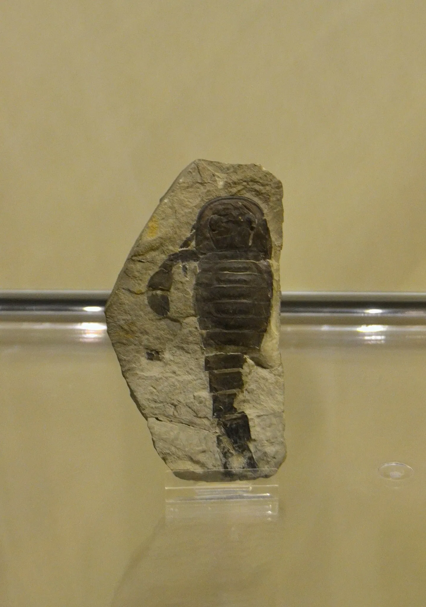 Museo Paleontológico de Elche