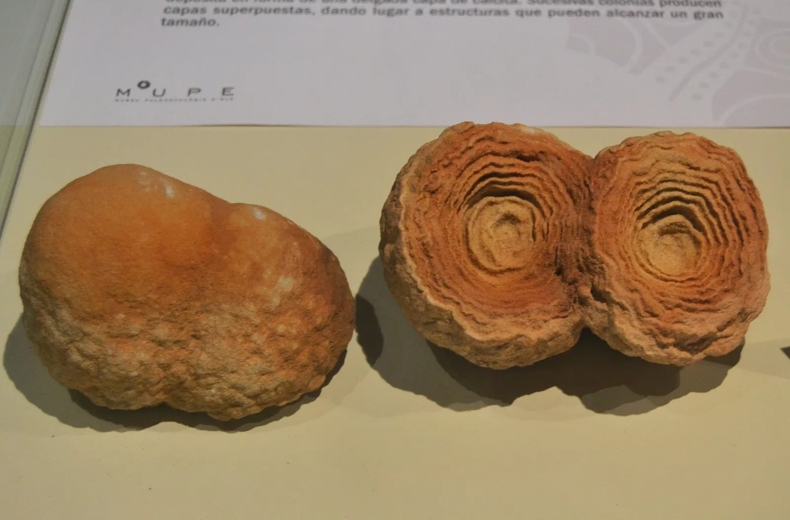 Museo Paleontológico de Elche