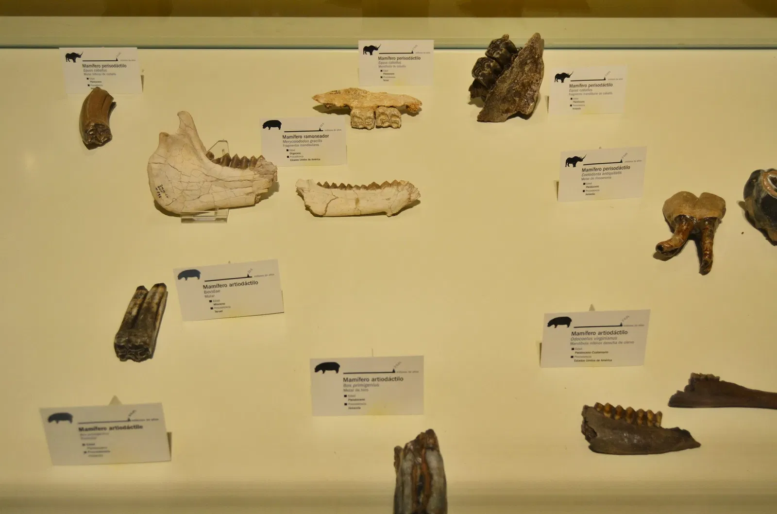 Museo Paleontológico de Elche