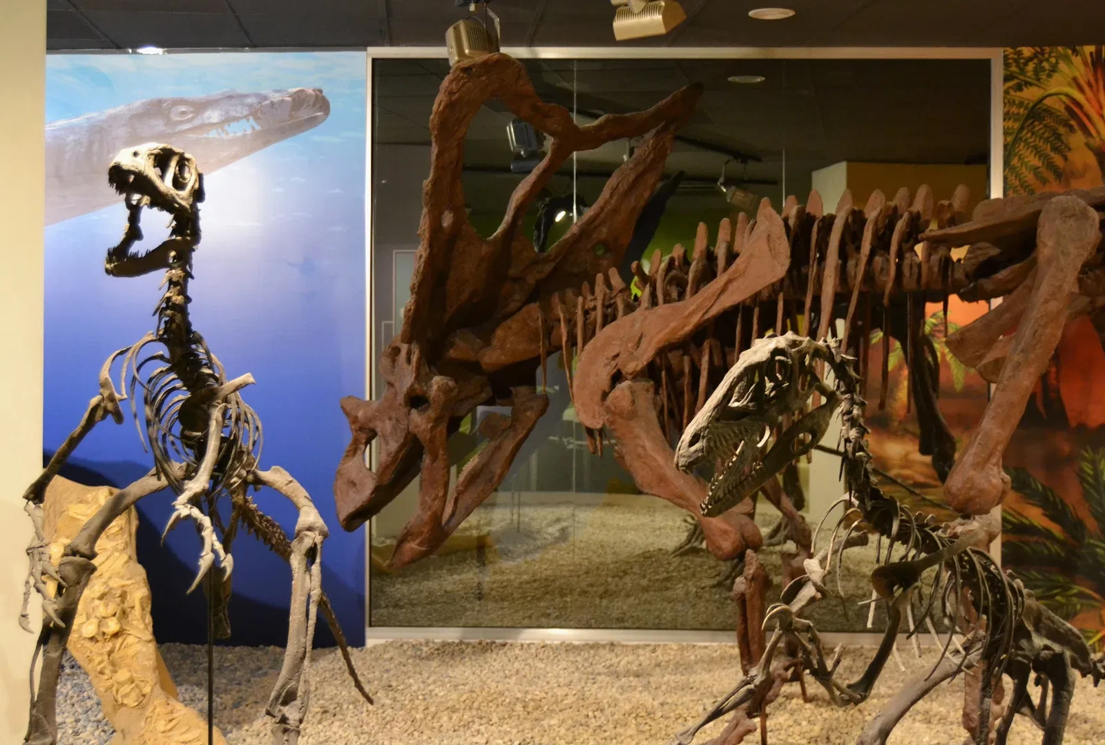 Museo Paleontológico de Elche