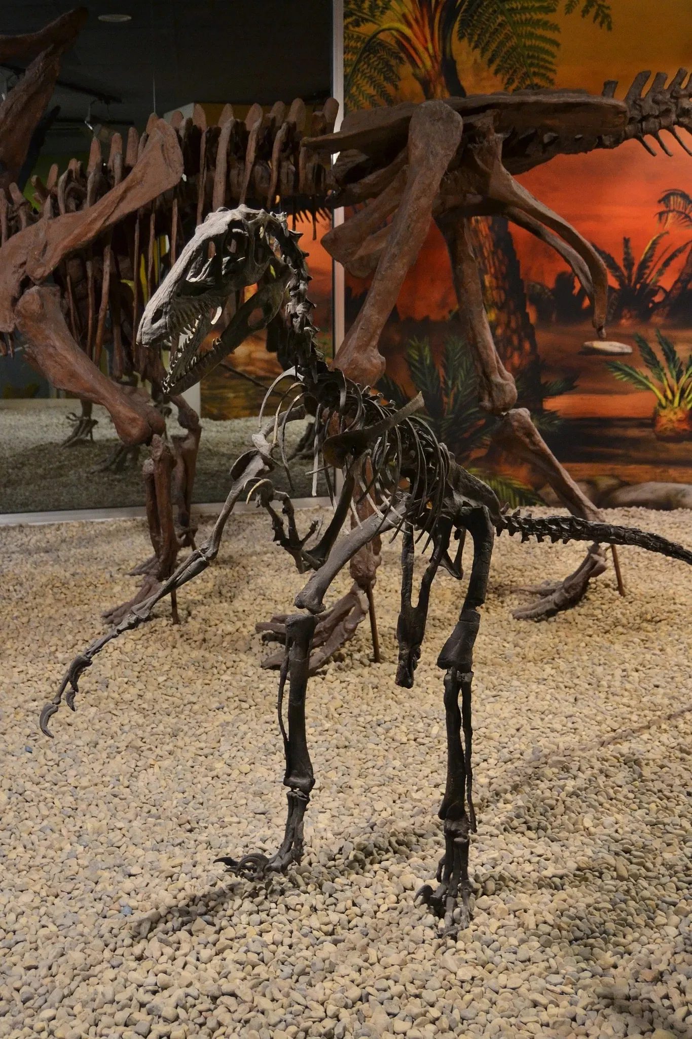 Museo Paleontológico de Elche