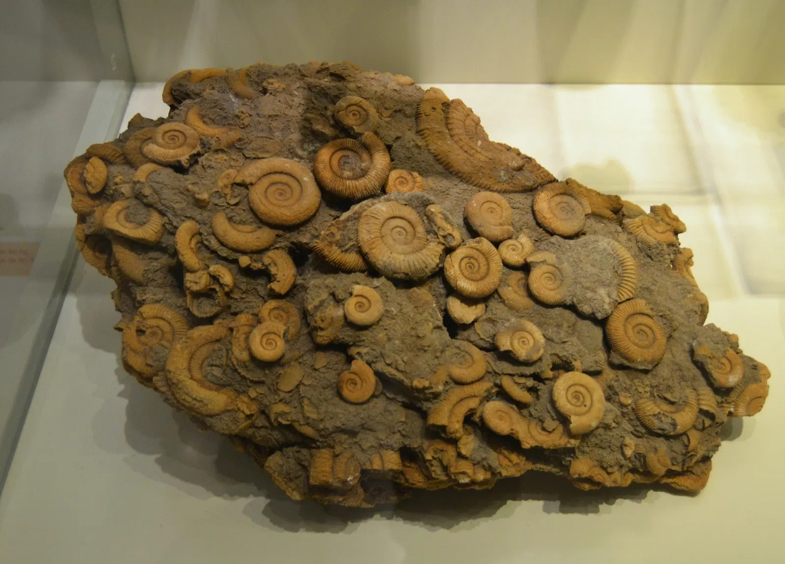 Museo Paleontológico de Elche