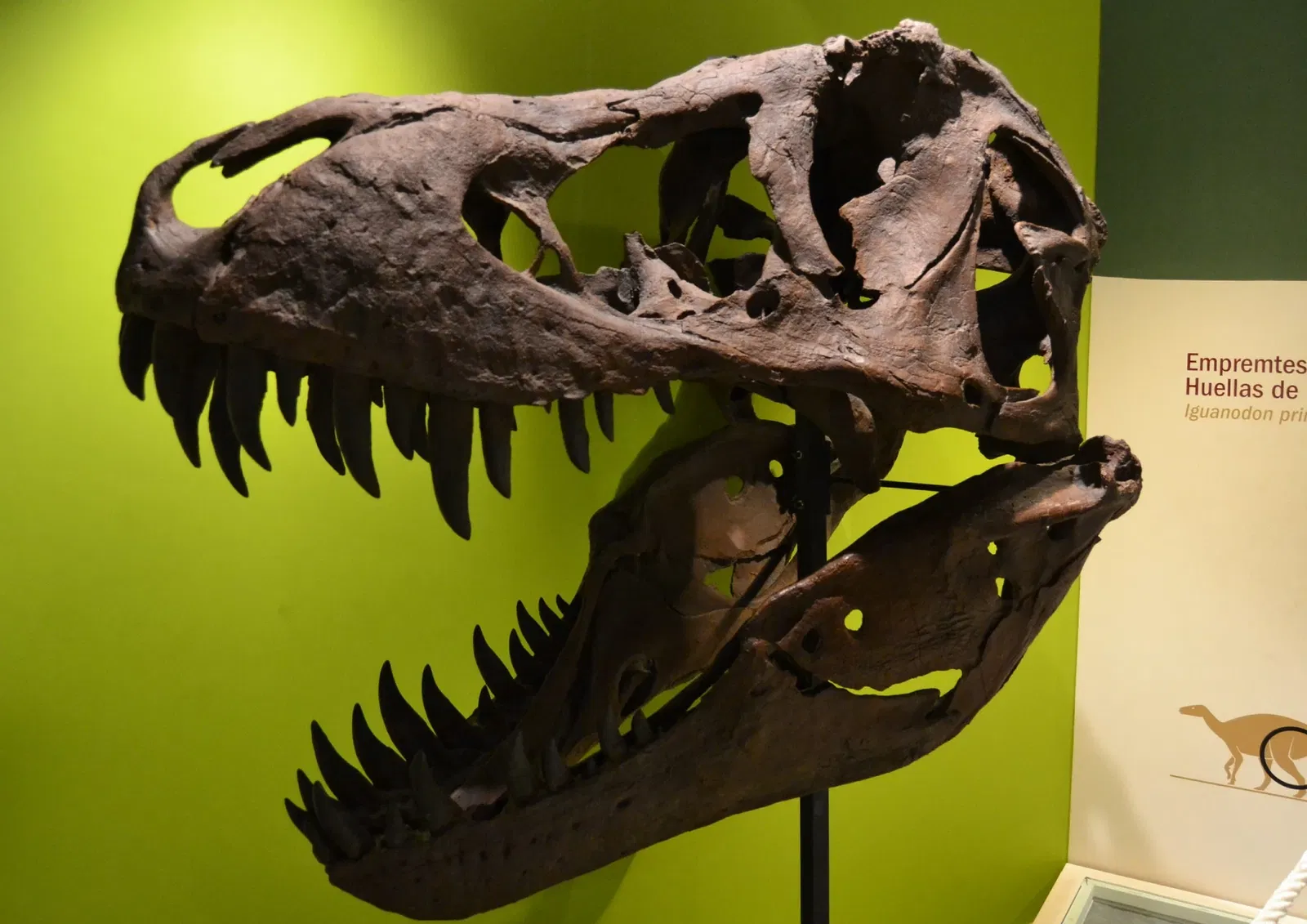 Museo Paleontológico de Elche