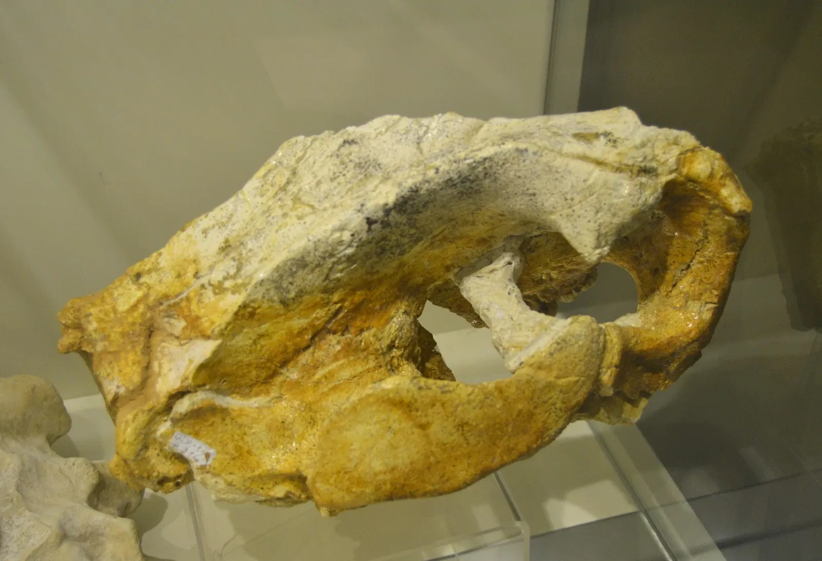 Museo Paleontológico de Elche